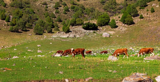 Foto le mucche pascolano in un prato di montagna