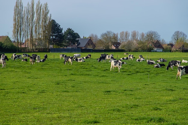 Cows graze in the pasture Selective focus