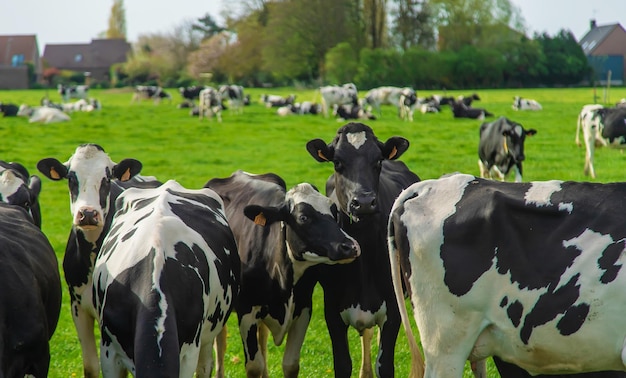 Cows graze in the pasture Selective focus