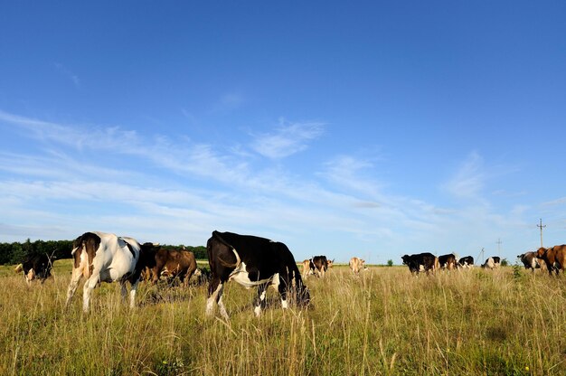 Cows graze in the pasture