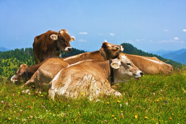 Cows grazing in Alps