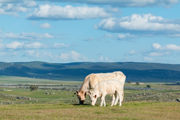美しい空の下で放牧されている牛