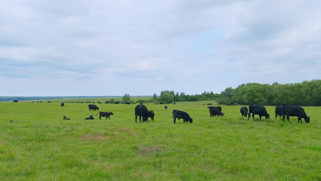 Photo cows grazing on farm black cow grazing in meadow animal husbandry