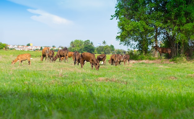 Коровы, пасущиеся на ферме с зеленым полем в хорошую погоду
