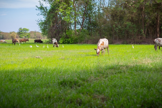 Mucche al pascolo in fattoria con campo verde in una bella giornata