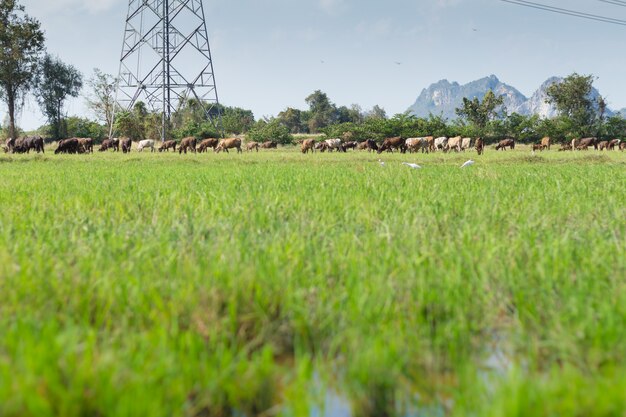 Cows grazing on farm with green field in good weather day