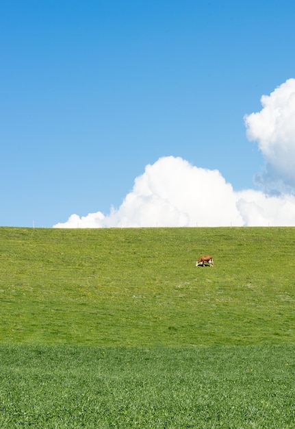 Cows grazing on field against blue sky