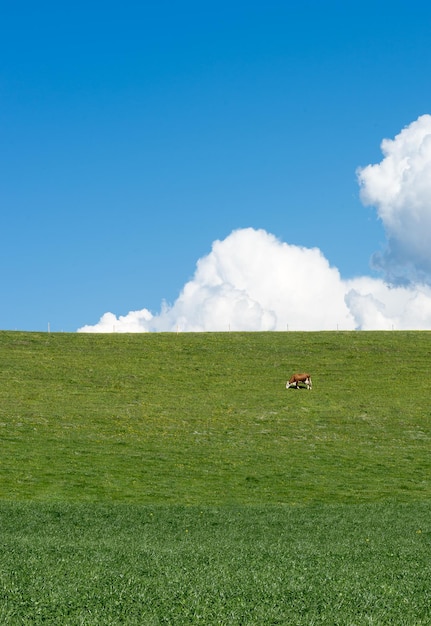 Photo cows grazing on field against blue sky