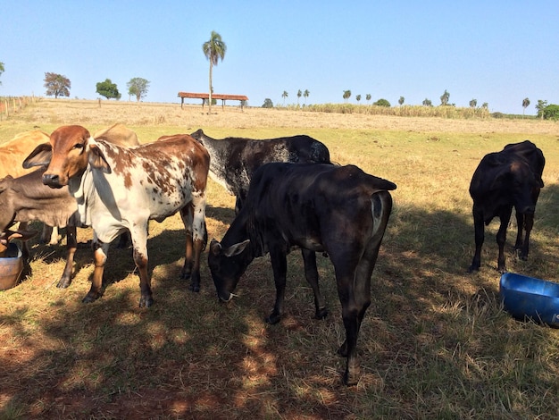 Photo cows grazing on field against clear sky