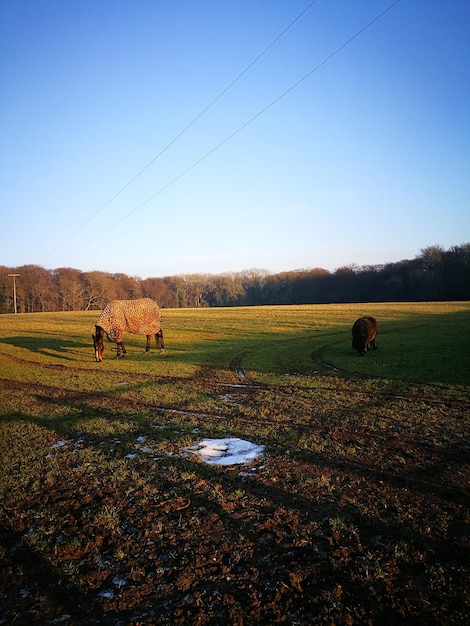 Foto vacche che pascolano sul campo contro un cielo limpido
