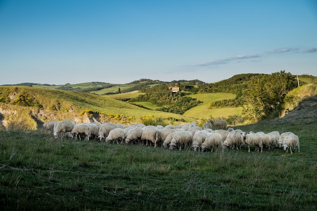 Foto le mucche pascolano sul campo contro un cielo limpido