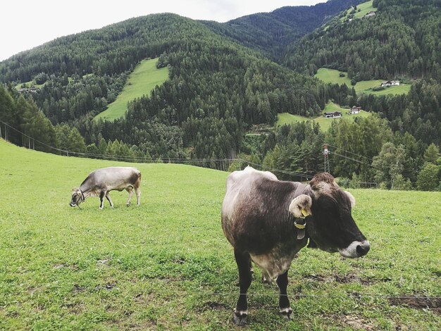 Foto le mucche pascolano sul campo contro le montagne