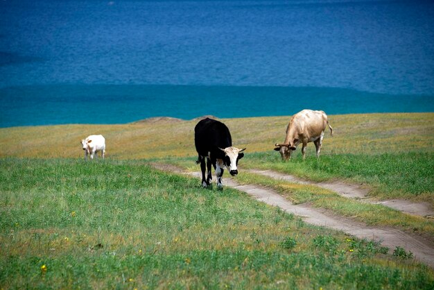 Cows grazing on field against sea