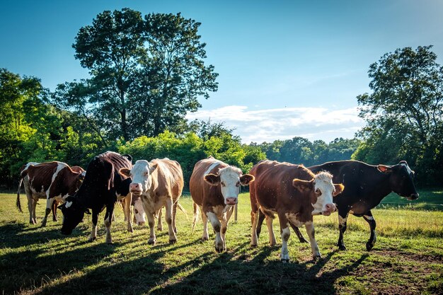 Cows grazing on field against sky