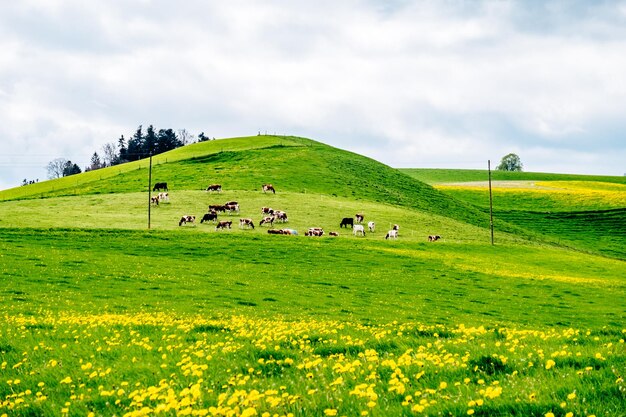 Foto vacche che pascolano sul campo contro il cielo