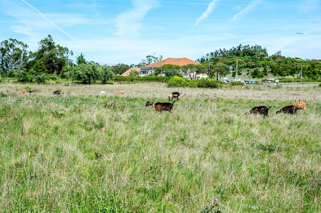 Photo cows grazing on field against sky