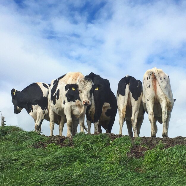 Foto le mucche pascolano sul campo contro il cielo