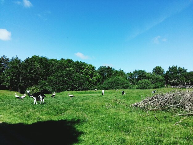 Photo cows grazing on field against sky