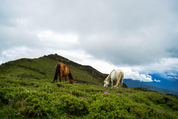 Cows grazing on field against sky