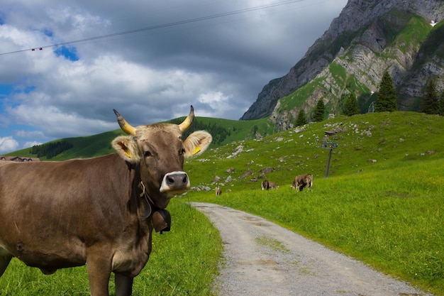 Foto le mucche pascolano sul campo contro il cielo