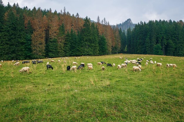 Cows grazing on field against sky