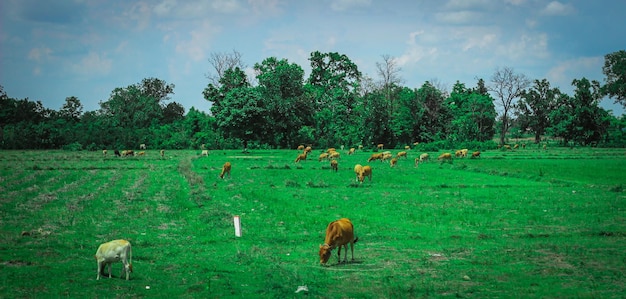 Photo cows grazing on field against sky