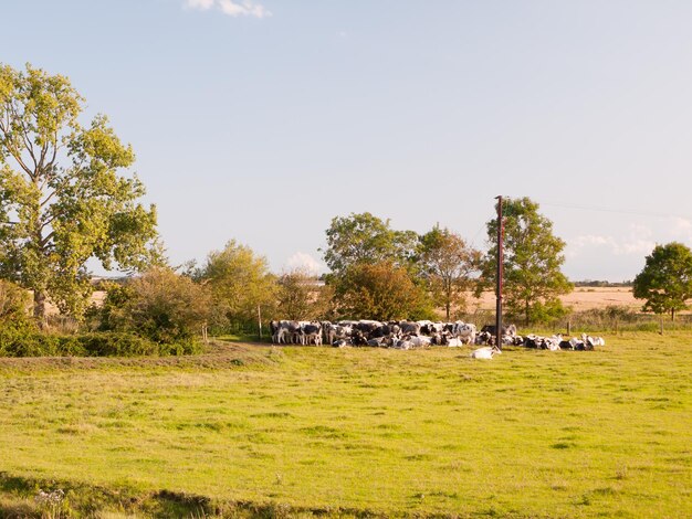 Коровы пасутся на поле на фоне неба