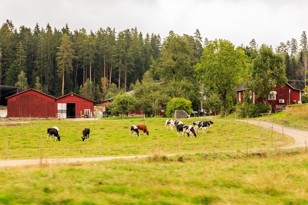 Коровы пасутся на поле на фоне неба