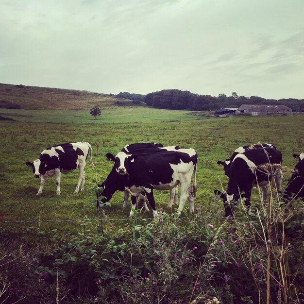 Cows grazing on field against sky