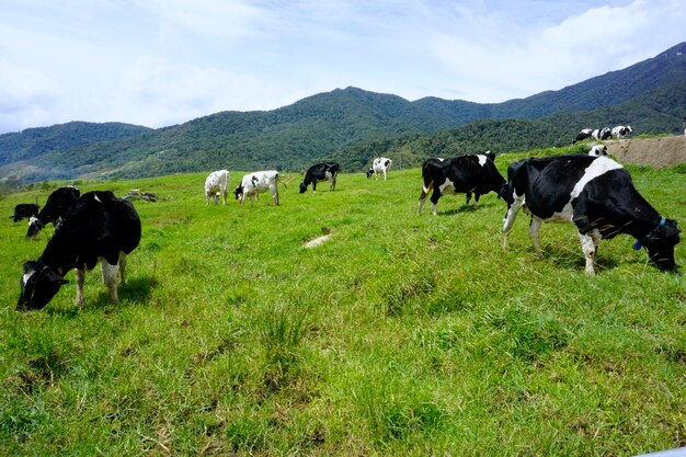 Cows grazing on field against sky