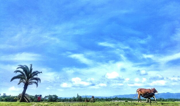 Cows grazing on field against sky