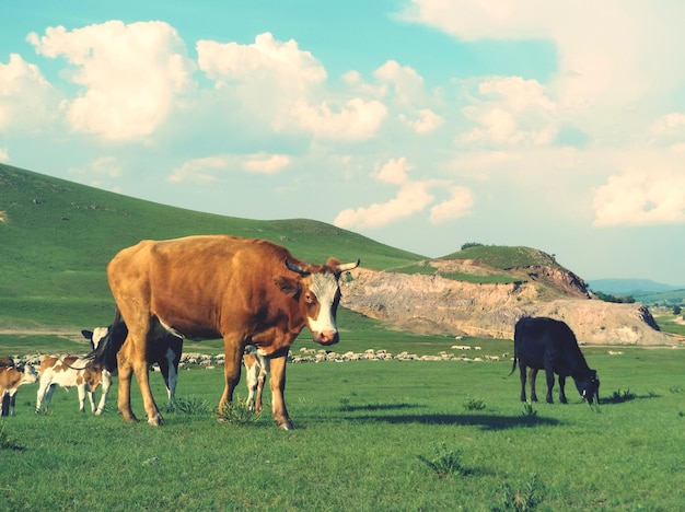 Cows grazing on field against sky