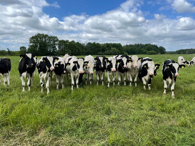 Photo cows grazing in field blue sky