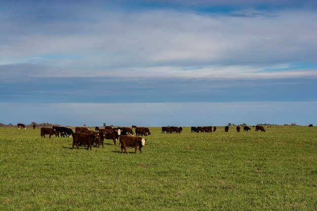 아르헨티나 팜파스 평원의 들판에서 풀을 뜯고 있는 소들