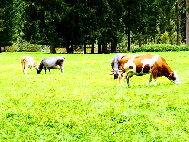 Cows grazing on field