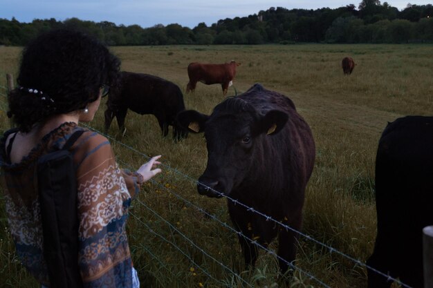 Foto le mucche che pascolano in un campo