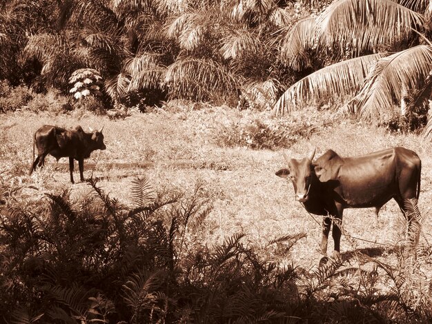 Foto vacche che pascolano sul campo