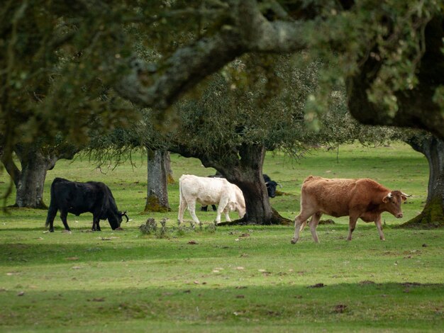 Photo cows grazing on field