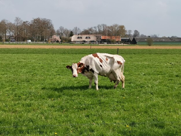 Cows grazing in a field