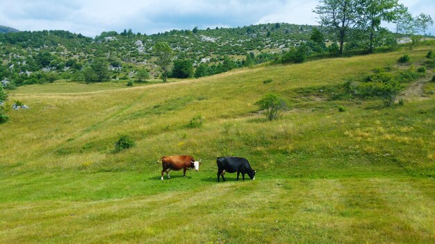 Photo cows grazing in a field