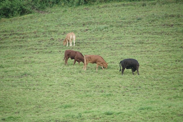 Cows grazing in a field