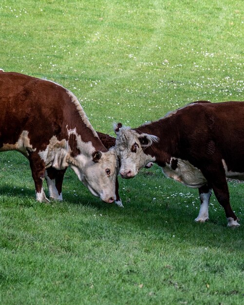 Foto le mucche che pascolano in un campo