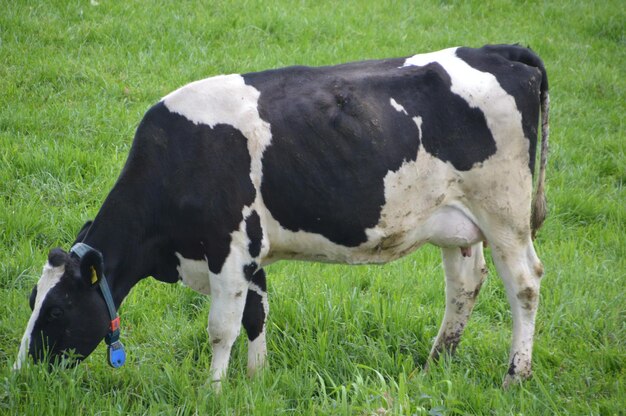 Cows grazing on field