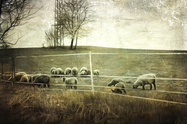 Photo cows grazing on field