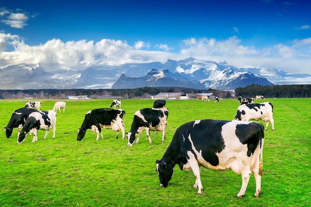 Cows grazing in a field