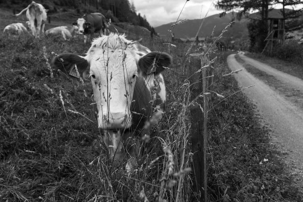 Photo cows grazing in field