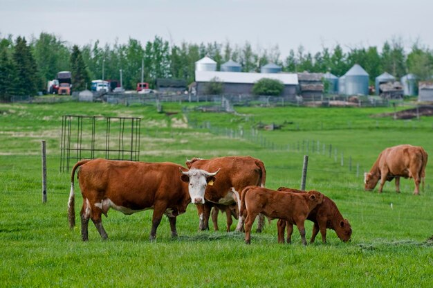 Cows grazing in a field