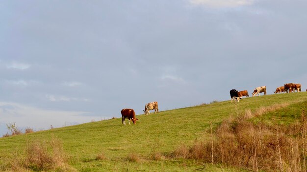 Photo cows grazing in a field