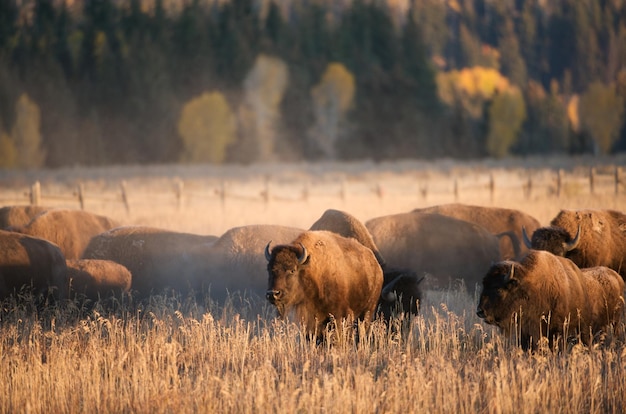 Photo cows grazing on field