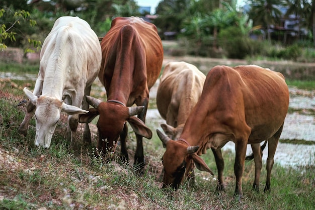 Cows grazing on field